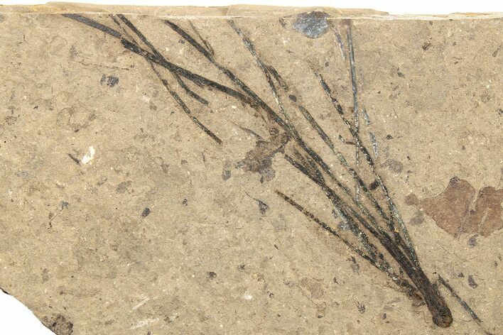 Conifer Needle (Pinus) Fossil - McAbee, BC #262215